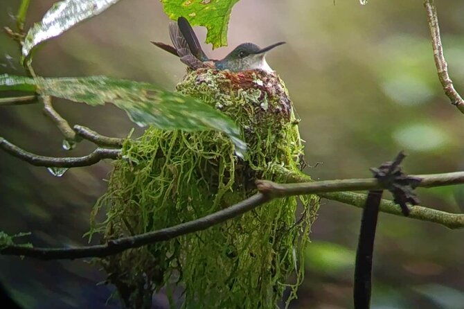 natural-history-hike-in-the-monteverde-cloud-forest
