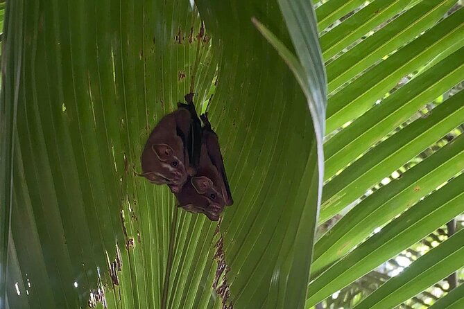 nature-and-bird-watching-at-marino-ballena-national-park