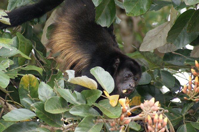 nature-history-tour-tortuguero-canal-cahuita-national-park-shore-excursion