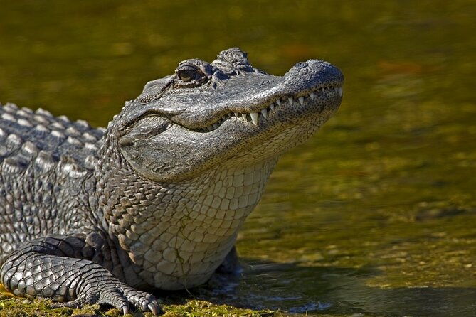 nawlins-luxury-airboat-swamp-tour-with-transportation