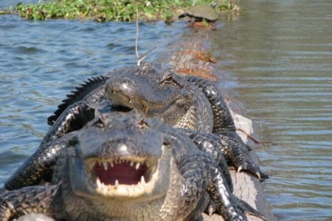 nawlins-luxury-pontoon-boat-swamp-tour-with-transportation