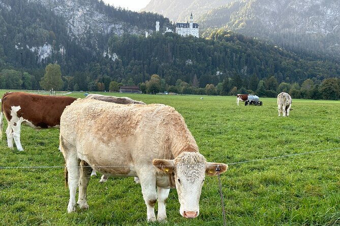 neuschwanstein-castle-more-private-tour-from-munich