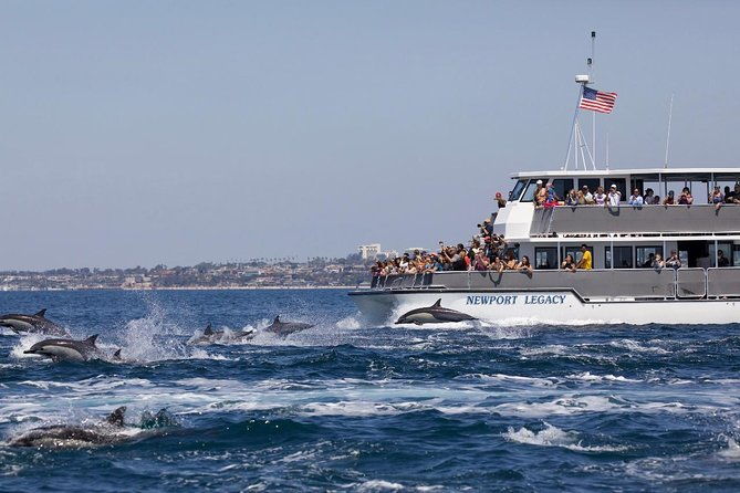 newport-beach-whale-and-dolphin-watching-cruise