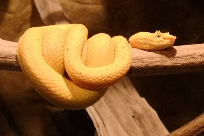 night-hike-wildlife-observation-in-santa-elena-monteverde
