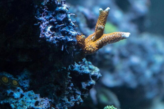 night-time-snorkel-at-turtletown-with-stars-lights-and-photos