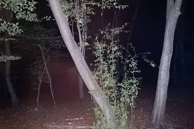 night-tour-in-hoia-baciu-forest