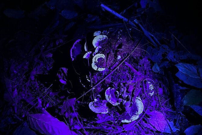 night-tour