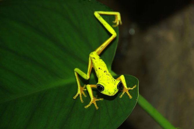 night-walk-experience-at-natura-eco-park-frogs-snakes-mammals-insects-birds
