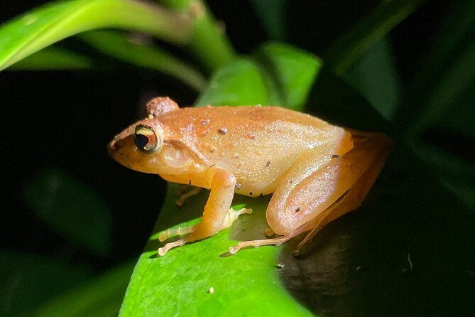 night-walk-tour-monteverde