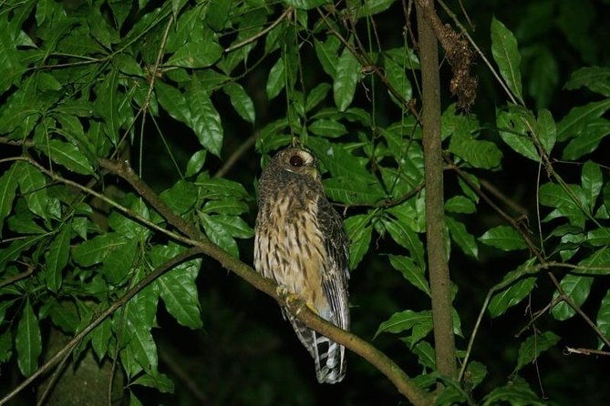 night-walk-tour