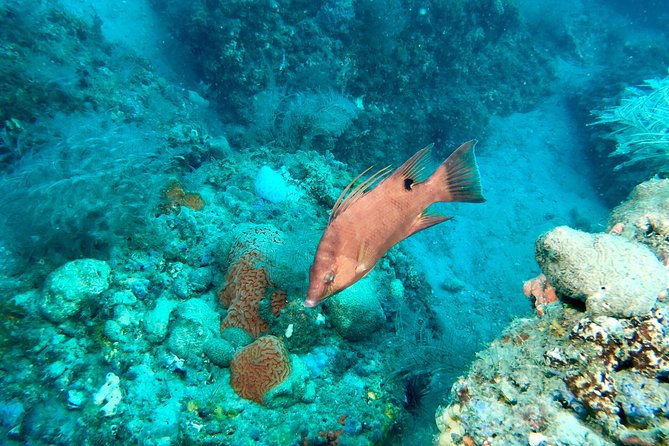 no-experience-required-to-discover-scuba-in-florida