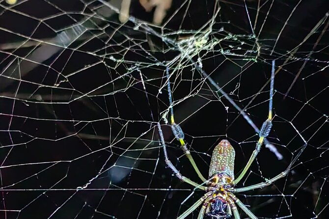 nocturnal-tour-in-manzanillo-refuge