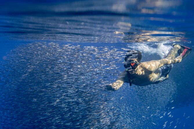 oahu-swimming-with-dolphins-speedboat-adventure