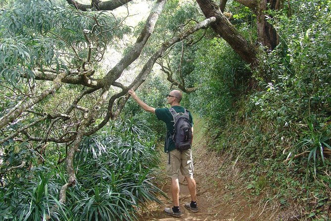 oahu-volcanic-rainforest-hiking-adventure