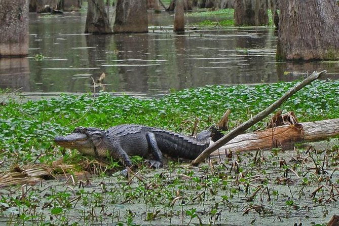 oak-alley-plantation-and-swamp-boat-tour-from-new-orleans