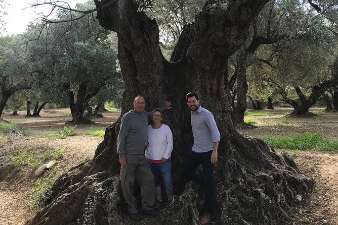 olive-oil-tour-and-visit-to-belchite-old-town