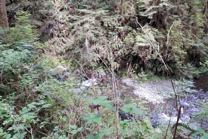 olympic-peninsula-and-forest-tour-2