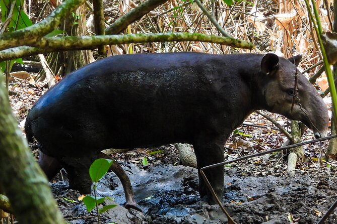 one-day-adventure-in-corcovado-national-park
