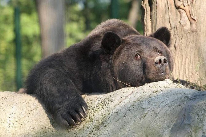 one-day-trip-bear-sanctuary-dracula-castel-and-rasnov-fortress-from-brasov