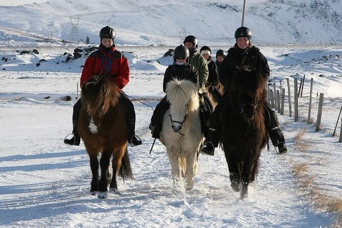 one-hour-horseback-riding-tour-in-the-icelandic-countryside-3