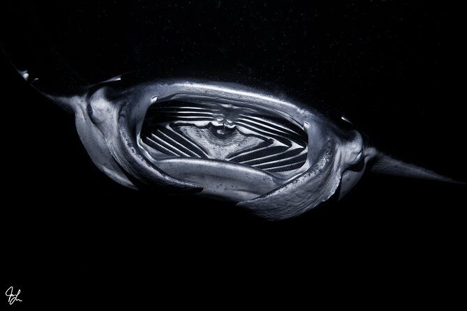 one-tank-manta-night-dive-and-snorkel