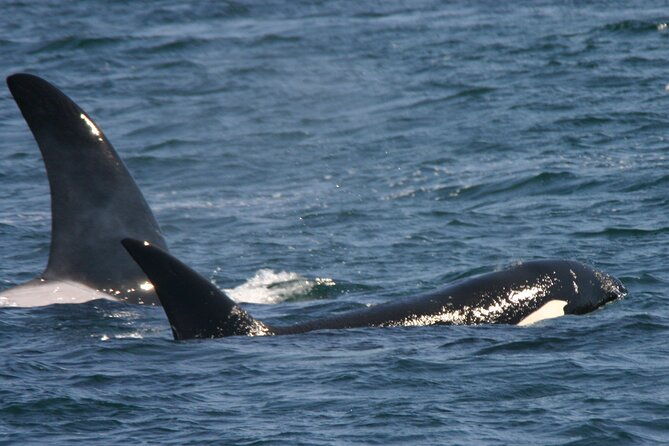 only-wildlife-and-whale-watching-tour-leaving-from-seattle