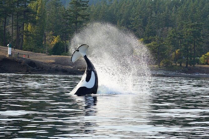 orca-whale-tour-near-seattle