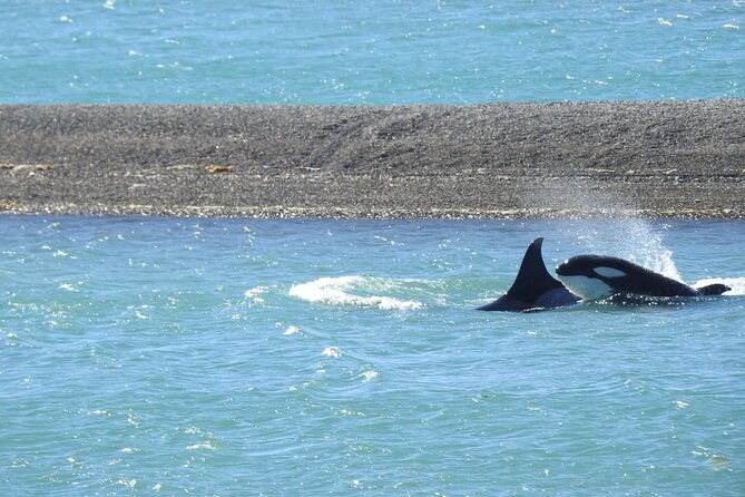 orcas-private-tour-puerto-madryn-caleta-valdes-or-punta-norte