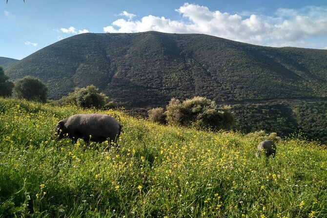 organic-iberian-ham-farm-visit-and-premium-tasting