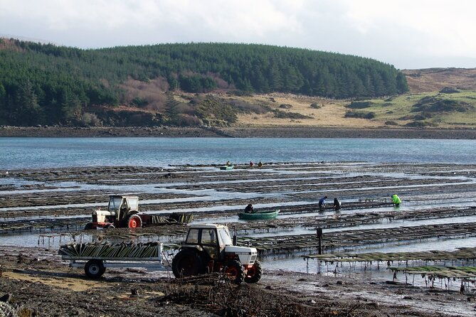 oyster-farm-and-tasting-experience