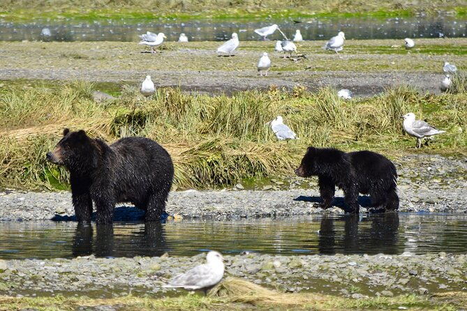 pack-creek-brown-bear-viewing-juneau