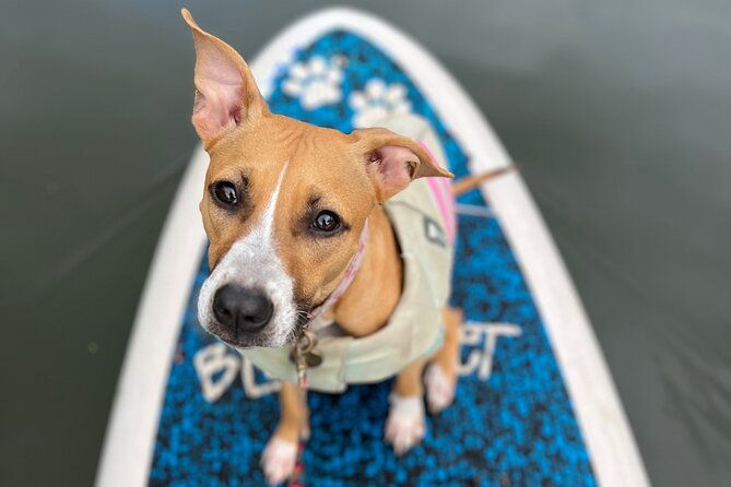 paddle-board-haleiwa-with-rescue-dogs
