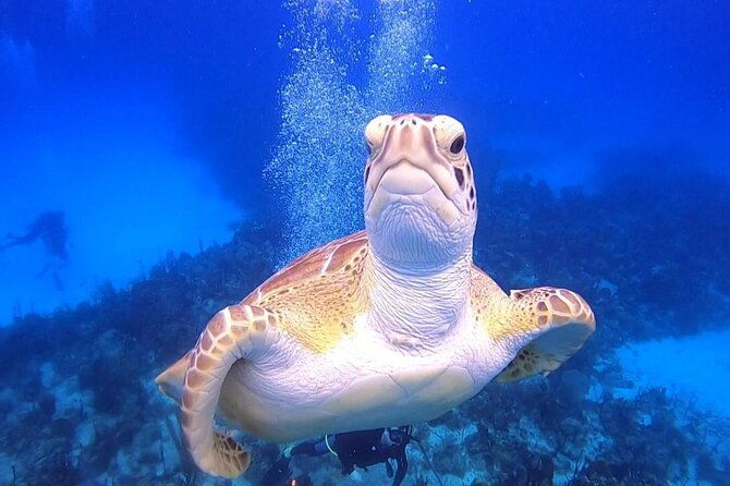 padi-open-water-diver-course-in-bayahibe