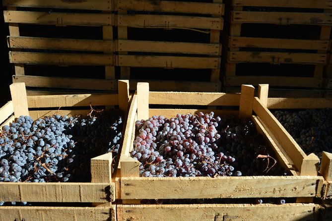 pagus-wine-tours-two-amarone-wineries-half-day-wine-tour
