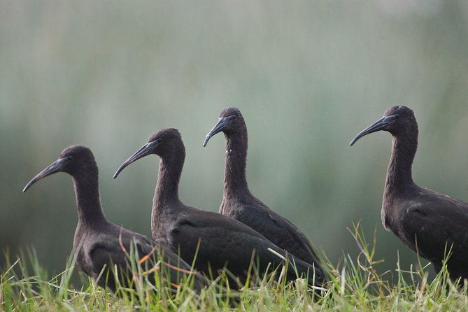 pantanos-de-villa-wildlife-refuge-tour-in-lima