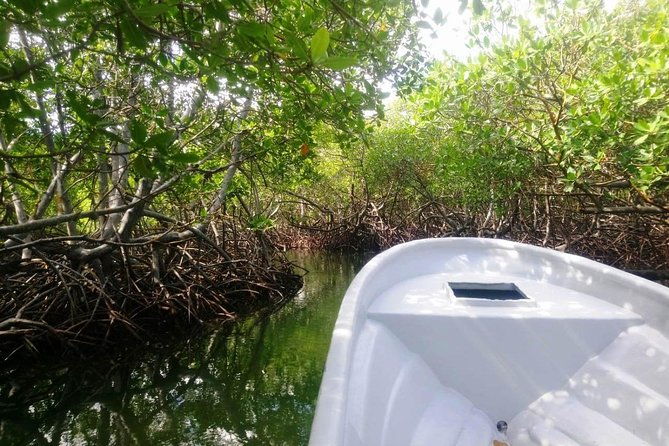 paradise-island-mangroves-tour