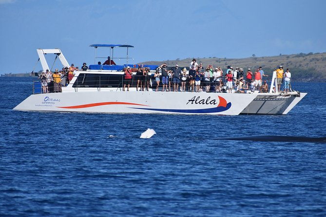 pau-hana-sunset-cruise-with-the-whales