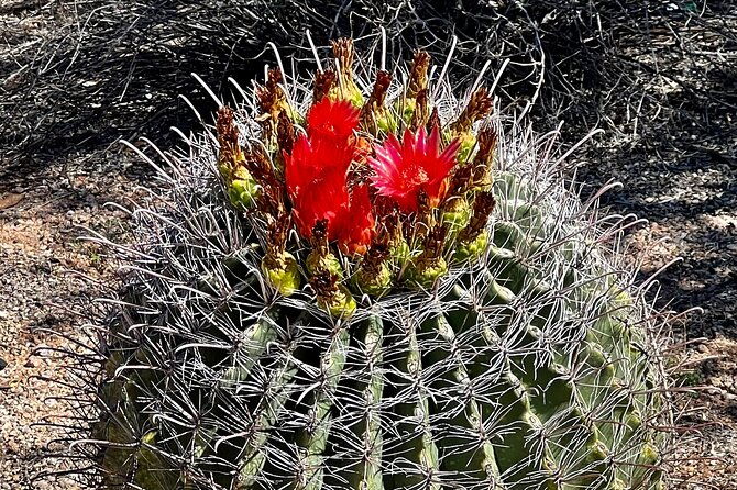peaceful-morning-walk-guided-journey-through-the-sonoran-desert