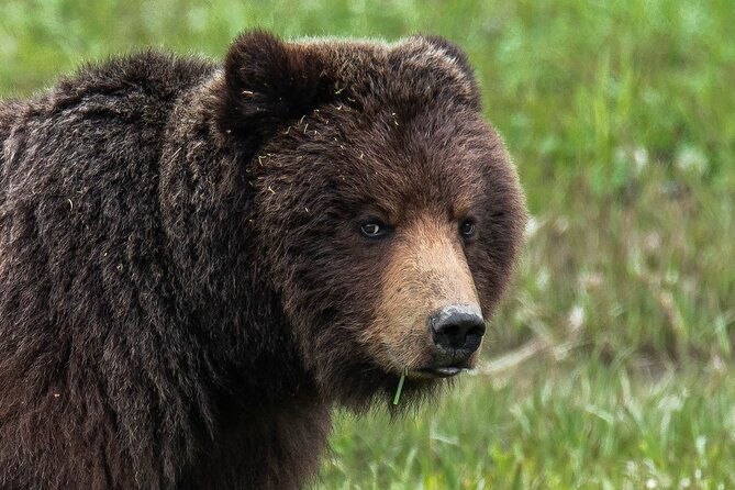peak-season-bear-viewing-by-seaplane