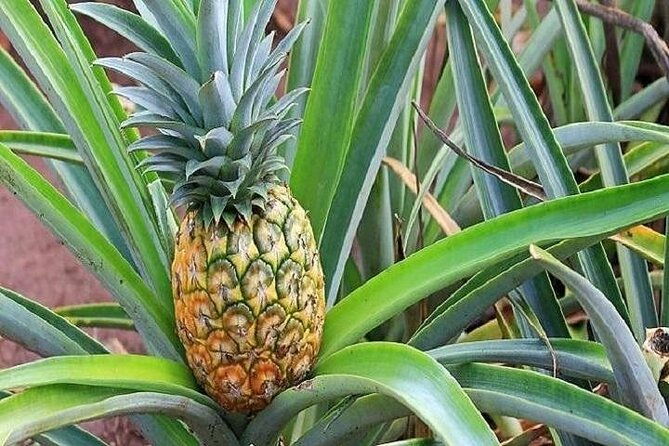 pearl-harbor-dole-plantation-and-polynesian-center-from-maui