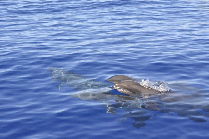 pelagic-wildlife-excursion