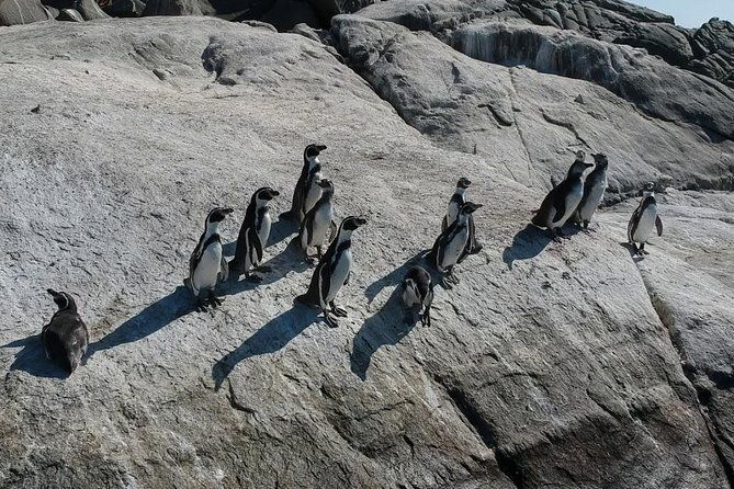 penguins-watching-navigation-cachagua-island-lunch-from-santiago