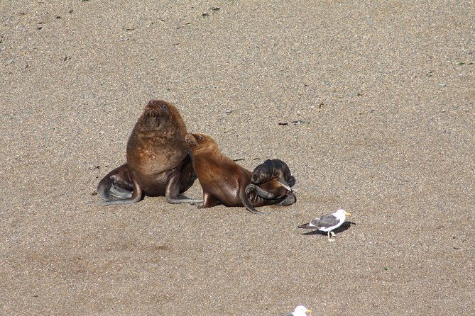peninsula-valdes-estancia-san-lorenzo-full-day-tour
