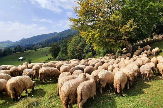 pestera-and-magura-full-day-private-walking-tour-from-brasov