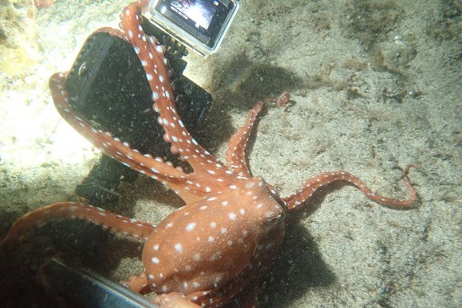 porto-santo-night-snorkeling-tour-2
