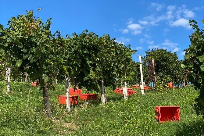 premium-private-prosecco-hills-tour-2-wineries-lunch-included