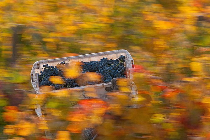 premium-wine-tour-in-vina-cousino-macul-spanish-official