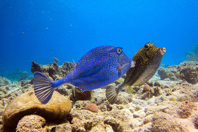 private-2-tank-guided-experience-in-curacao-for-certified-divers