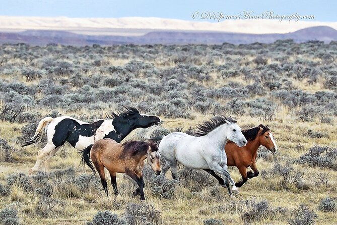 private-4-hour-red-canyon-wild-mustang-air-conditioned-van-tours