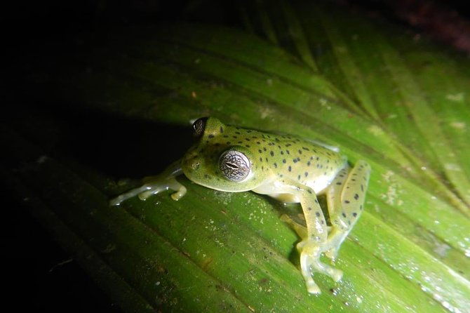 private-4-hours-night-jungle-hike-panama-tour